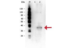 Rabbit anti-Mcl-1 WB Western Blot of Rabbit anti-Mcl-1 antibody. (MCL-1 Antikörper  (Internal Region))