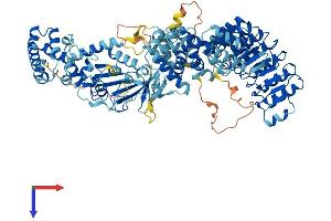 NOD1 Protein (AA 1-953) (His tag)