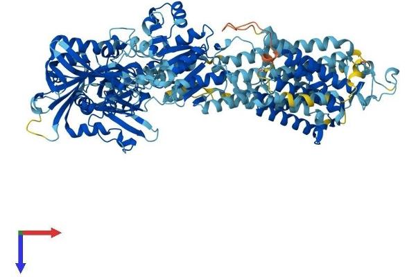 ATP2A2 Protein (AA 1-1044) (His tag)