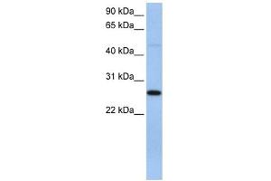 EIF4H antibody used at 1 ug/ml to detect target protein. (EIF4H Antikörper  (C-Term))