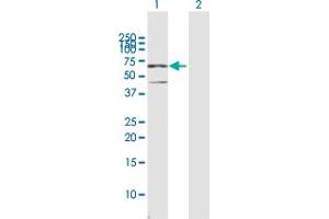 Western Blot analysis of CSTF2 expression in transfected 293T cell line by CSTF2 MaxPab polyclonal antibody. (CSTF2 Antikörper  (AA 1-577))