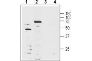 Western blot analysis of human Jurkat T cell leukemia cell lysate (lanes 1 and 3) and mouse brain lysate (lanes 2 and 4): - 1-2. (KCNA3 Antikörper  (Extracellular Loop) (Biotin))