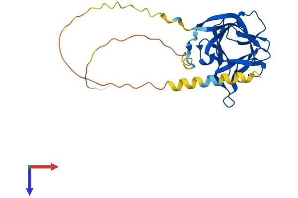 FGF13 Protein (AA 1-245) (His tag)