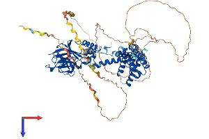 Importin 9 Protein (IPO9) (AA 1-729) (His tag)