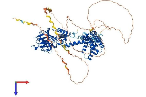 Importin 9 Protein (IPO9) (AA 1-729) (His tag)