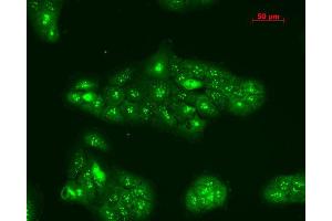 Immunofluorescence (fixed cells) (IF/ICC) image for anti-Tumor Necrosis Factor Receptor Superfamily, Member 1A (TNFRSF1A) (AA 20-43) antibody (Biotin) (ABIN2482037)