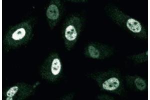 Immunofluorescence (IF) image for anti-Centromere Protein F (CENPF) (AA 209-381) antibody (ABIN968167)