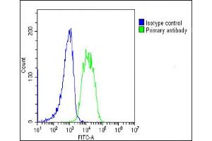 Overlay histogram showing SH-SY5Y cells stained with ABIN653897(green line). (AMH Antikörper  (AA 424-451))