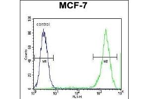 PCDH20 Antibody (Center) (ABIN655602 and ABIN2845086) flow cytometric analysis of MCF-7 cells (right histogram) compared to a negative control cell (left histogram). (PCDH20 Antikörper  (AA 445-472))