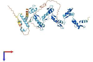 AlphaFold protein structure predicition of Human Recombinant ZNF454 Protein, UniprotID Q8N9F8