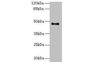 Western blot All lanes: AADACL2 antibody at 2 μg/mL + PC-3 whole cell lysate Secondary Goat polyclonal to rabbit IgG at 1/10000 dilution Predicted band size: 47, 6 kDa Observed band size: 47 kDa (AADACL2 Antikörper  (AA 203-401))