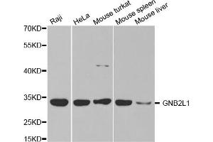 Western Blotting (WB) image for anti-Guanine Nucleotide Binding Protein (G Protein), beta Polypeptide 2-Like 1 (GNB2L1) antibody (ABIN1872850) (GNB2L1 Antikörper)
