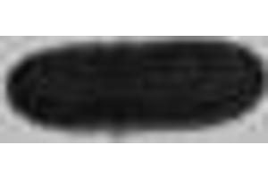 Western blot analysis of Recombinant S1-Tag Protein with S1-Tag Mouse mAb diluted at 1:5,000. (S1-Tag Antikörper)