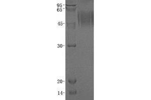 Validation with Western Blot