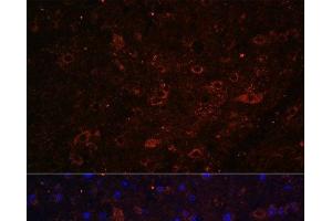 Immunofluorescence analysis of Mouse brain using FSTL5 Polyclonal Antibody at dilution of 1:100. (FSTL5 Antikörper)