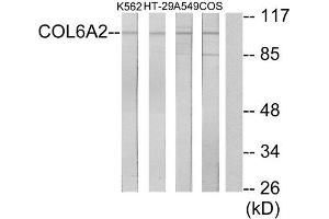 Western Blotting (WB) image for anti-Collagen, Type VI, alpha 2 (COL6A2) (Internal Region) antibody (ABIN1850294) (COL6A2 Antikörper  (Internal Region))