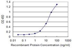 Detection limit for recombinant GST tagged GJB1 is 0. (GJB1 Antikörper  (AA 75-174))