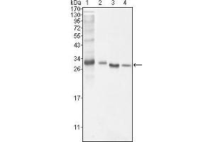 Western blot analysis using BCL10 mouse mAb against NIH/3T3 (1), Hela (2), MCF-7 (3) and Jurkat (4) cell lysate. (BCL10 Antikörper)