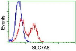 Image no. 1 for anti-Solute Carrier Family 7 (Amino Acid Transporter, L-Type), Member 8 (SLC7A8) antibody (ABIN1500960) (SLC7A8 Antikörper)