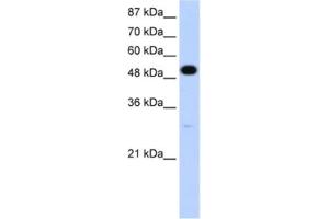 Western Blotting (WB) image for anti-Neuro-Oncological Ventral Antigen 2 (NOVA2) antibody (ABIN2462124)