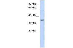 Western Blotting (WB) image for anti-Aspartic Peptidase, Retroviral-Like 1 (ASPRV1) antibody (ABIN2459628) (ASPRV1 Antikörper)