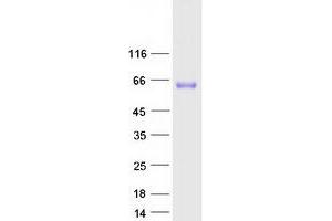 Western Blotting (WB) image for Purinergic Receptor P2X, Ligand-Gated Ion Channel, 4 (P2RX4) protein (Myc-DYKDDDDK Tag) (ABIN2728088)