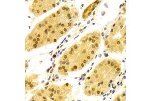 Immunohistochemistry of paraffin-embedded human stomach using ELAVL1 Antibody. (ELAVL1 Antikörper  (AA 1-326))