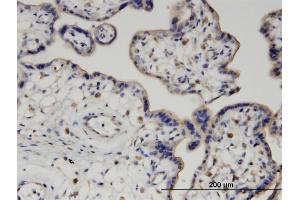 Immunoperoxidase of monoclonal antibody to PIGQ on formalin-fixed paraffin-embedded human placenta. (PIGQ Antikörper  (AA 661-758))