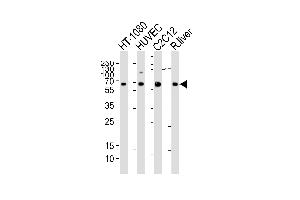 Western blot analysis of lysates from HT-1080, HUVEC, mouse C2C12 cell line and rat liver tissue lysate(from left to right), using SD1 Antibody (Center) (ABIN6242631 and ABIN6577423). (SMAD1 Antikörper  (AA 163-196))