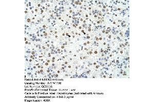 Rabbit Anti-HNRPA3 Antibody  Paraffin Embedded Tissue: Human Liver Cellular Data: Hepatocytes Antibody Concentration: 4. (HNRNPA3 Antikörper  (N-Term))