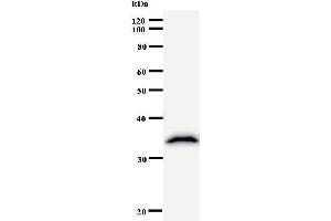 Western Blotting (WB) image for anti-Mastermind-Like 3 (MAML3) antibody (ABIN931064) (MAML3 Antikörper)
