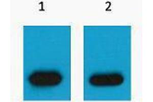 Western Blotting (WB) image for anti-mCherry Fluorescent Protein antibody (ABIN3178738) (mCherry Antikörper)
