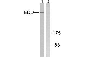Western blot analysis of extracts from A549 cells, using EDD antibody. (UBR5 Antikörper  (N-Term))
