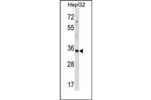 Western blot analysis of RFNG Antibody (C-term) in HepG2 cell line lysates (35ug/lane). (RFNG Antikörper  (C-Term))