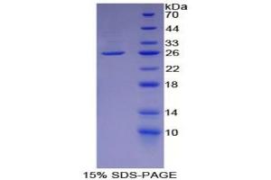 SDS-PAGE of Protein Standard from the Kit (Highly purified E.