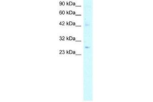 ACDC antibody used at 5 ug/ml to detect target protein. (ADIPOQ Antikörper  (N-Term))