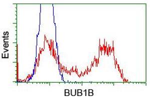 Image no. 7 for anti-Budding Uninhibited By Benzimidazoles 1 Homolog beta (Yeast) (BUB1B) antibody (ABIN1496995) (BUB1B Antikörper)