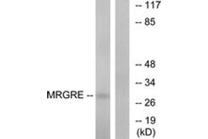 Western blot analysis of extracts from HeLa cells, using MRGRE Antibody. (MRGPRE Antikörper  (AA 171-220))