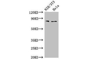 Western Blot Positive WB detected in: NIH/3T3 whole cell lysate, Hela whole cell lysate All lanes: PCCA antibody at 4 μg/mL Secondary Goat polyclonal to rabbit IgG at 1/50000 dilution Predicted band size: 81, 78, 76 kDa Observed band size: 81 kDa (PCCA Antikörper  (AA 585-720))