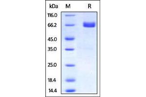 Biotinylated Human PD-L2, Fc Tag on SDS-PAGE under reducing (R) condition.