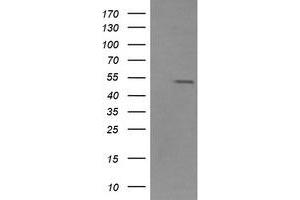 Image no. 1 for anti-Zinc Finger and SCAN Domain Containing 21 (Zscan21) antibody (ABIN1501864) (ZSCAN21 Antikörper)