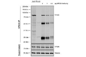 Immunoprecipitation analysis using Mouse Anti-VPS35 Monoclonal Antibody, Clone 5A9 (ABIN6932934). (VPS35 Antikörper  (Atto 488))
