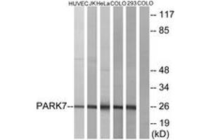 Western blot analysis of extracts from HuvEc/JurKat/HeLa/COLO205/293 cells, using PARK7 Antibody. (PARK7/DJ1 Antikörper  (AA 61-110))