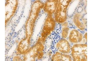 ABIN6263116 and ABIN6266862 at 1/100 staining human normal kidney tissue by IHC-P. (ERK1 Antikörper  (C-Term))