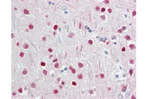 Anti-WDR5 antibody IHC staining of human brain, cortex. (WDR5 Antikörper  (N-Term))