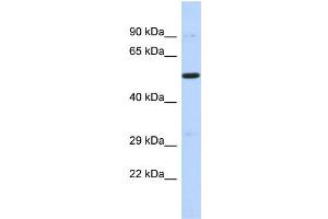 Host: Rabbit Target Name: PRDM11 Sample Type: 721_B Whole cell lysates Antibody Dilution: 1. (PRDM11 Antikörper  (C-Term))