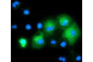 Anti-MAPK7 mouse monoclonal antibody (ABIN2454052) immunofluorescent staining of COS7 cells transiently transfected by pCMV6-ENTRY MAPK7 (RC203506). (MAPK7 Antikörper)