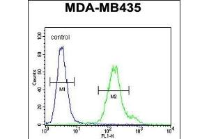 MTX2 Antibody (C-term) (ABIN654751 and ABIN2844433) flow cytometric analysis of MDA-M cells (right histogram) compared to a negative control cell (left histogram).
