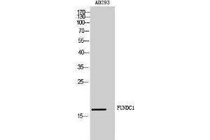 Western Blotting (WB) image for anti-FUN14 Domain Containing 1 (FUNDC1) (Internal Region) antibody (ABIN3181495)