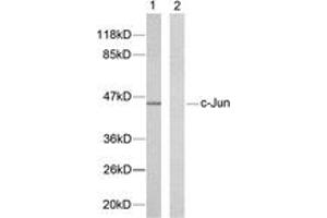 Western blot analysis of extracts from HeLa cells, using c-Jun (Ab-239) Antibody. (C-JUN Antikörper  (AA 206-255))